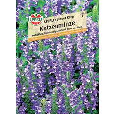 Halbschatten Stauden Sperli Katzenminze 0693109776 - Grau