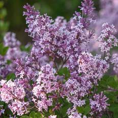 Potted Plants Syringa Miss Kim Size: 20-30cm Incl. Pot