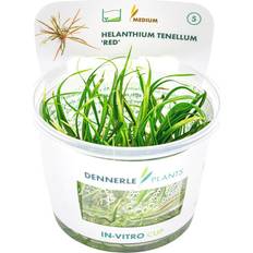 Krukväxter Dennerle Akvarieväxt Dvärgsvärdplanta Helanthium Tenellum Red In Vitro
