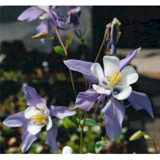 Aquilegia Caerulea 'Blue Star' Staude
