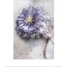 40.0 cm Poster Heather Johnston Clematis-Plakat Violett Weiß Bunt Poster 40x40cm