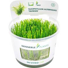 Soligt Krukväxter Dennerle Akvarieväxt Taiwanmossa Taxiphyllum Alternans Taiwan In-Vitro