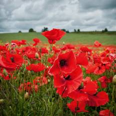 Flower Seeds on sale Thompson & Morgan Poppy Field Poppy Rhoeas 1 Seed Packet 2800 Seeds