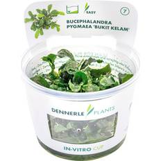 Krukväxter Dennerle Akvarieväxt Bucephalandra pygmaea 'Bukit Kelam' In-Vitro