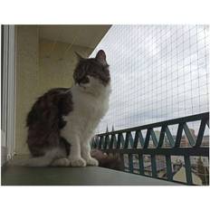 QLS QLS Kattnät Tråd Balkong Kattskyddsnät Monteringssats Transparent Robust Bitsäkert Balkongnät Premium 6 x 3 m