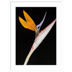 Joss & Main Bird Of Paradise White Framed Art 25x33"