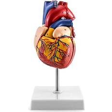 Qwork Human Heart Model, Anatomically Accurate Numbered 2-Part Life Size Heart Medical Model with 34 Anatomical Structures, Held Together with Magnets on Base