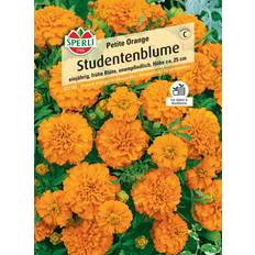 Pflanzen Sperli Studentenblume Petite Orange 0693109338