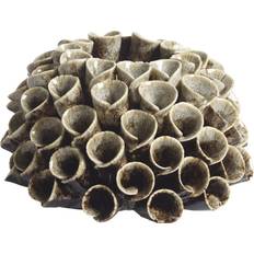Shelly Heat Mole