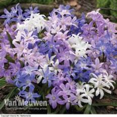 Thompson & Morgan 100 x Glory Of The Snow 'Mixed' Bulbs