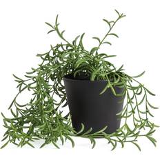 Habitat Medium Trailing Fern Artificial Plant