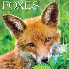 Grey Calendars Willow Creek Press Foxes 2025 Calendar