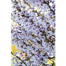 Plants Thompson & Morgan Japanese Flowering Cherry Tree Kojo-No-Mai 9 cm Pot x 2