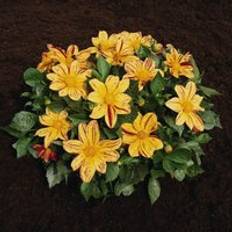 Dahlia Fireworks Mixed 1 Seed Packet