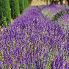 Perennials Thompson & Morgan Lavandula Angustifolia Munstead 9 cm Potted Plant X 1 - One Size