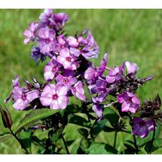 Phlox Paniculata 'Blue Paradise' Staude