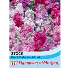 Thompson & Morgan Stocks Giant Perfection Mixed 1 Seed Packet 125 Seeds
