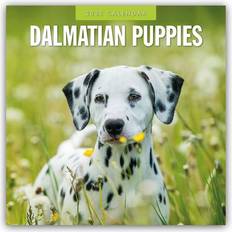 Dalmatian Puppies 16-Monatskalender Original Red Robin Mehrsprachig