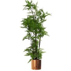 Leaf 150 cm Natural Extra Large Fern Foliage With Copper Metal Artificial Plant