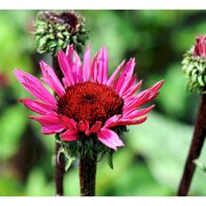 Echinacea Pure. 'Fatal Attraction'