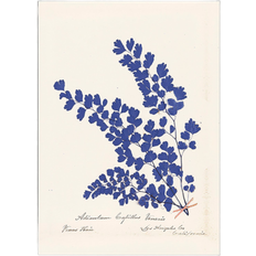 Daells Bolighus Botanical Fern III Blue/Beige Poster 50x70cm