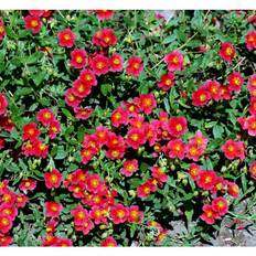 Helianthemum Hybrid 'Mette' Staude