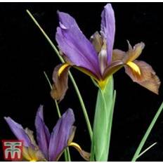 Perennials Thompson & Morgan Iris Reticulata Purple Hill 25 Bulbs