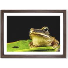 East Urban Home Frog Vol.2 Walnut Framed Art 65x48cm