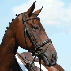Collegiate (Brown, Pony) Syntovia Padded Raised Flash Bridle