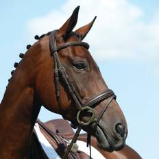 Collegiate Syntovia Padded Raised Cavesson Bridle