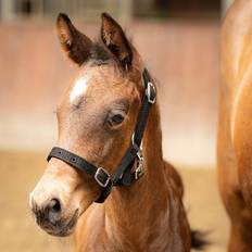 Cob Horse Halters Harrys Horse Halter Foal - Noir