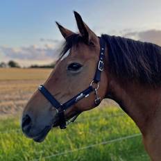 Ridesport Kinnerup nylon grime m. justerbar spænde Sort m. sølv Pony