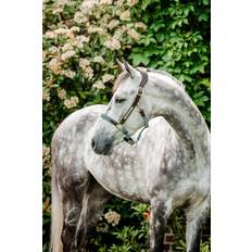 Horseware Grimmor & Grimskaft Horseware Signature Flätad Grimma