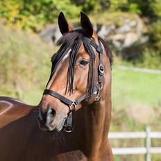 Équitation Horze Frontal anti-mouche pour cheval nylon Noir