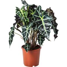 Krukväxter IKEA Alocasia Amazonica Krukväxt 17 cm