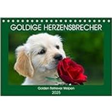 Bürobedarf Calvendo Goldige Herzensbrecher Golden Retriever Welpen Tischkalender 2025 DIN A5 Quer