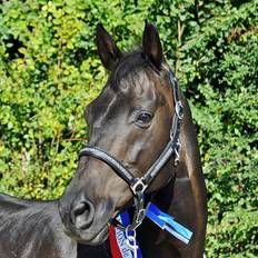 Plata Cabestros para caballos Cabezada Cuadra para caballos Hekktor Horus Noir