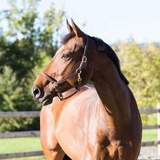 Lær Grimer Horze Leather Fremont Horse Halter