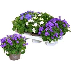 MY Campanula Isophylla Mix