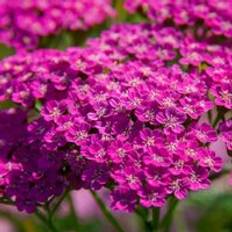Thompson & Morgan Achillea Millefolium Lilac Beauty 1 Litre Potted Plants x 2