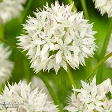 Sunny Perennials Thompson & Morgan Spring Flowering Allium Graceful Beauty 96 Bulbs One Size
