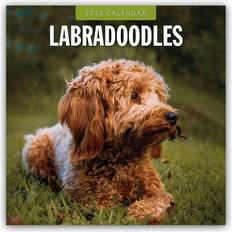 Labradoodles Labradoodle 2025 16-Monatskalender (305 x 305 mm)