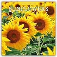 Røde Kalendere Sunflowers Sonnenblumen 2025 16-Monatskalender