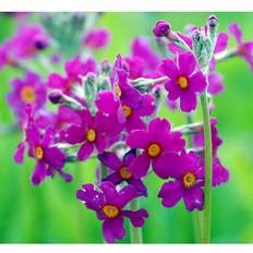 Primula Beesiana Staude