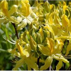 Rhododendron Luteum / Pontica Potteplante