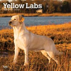 Yellow Calendars BrownTrout Yellow Lab Retriever Wall Calendar 2025