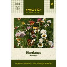 Blomsterfröer på rea Impecta Ringkrage Dunetti