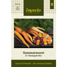 Impecta Morot Sommar F1 Harlequin Mix