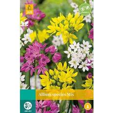 Planten uitverkoop Allium Species Mix Set of 25