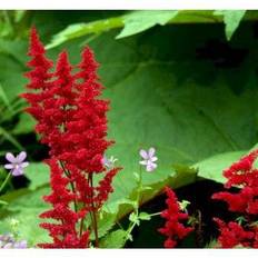 Astilbe Fanal Potteplante